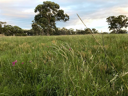 Desirable Plant Pasture
