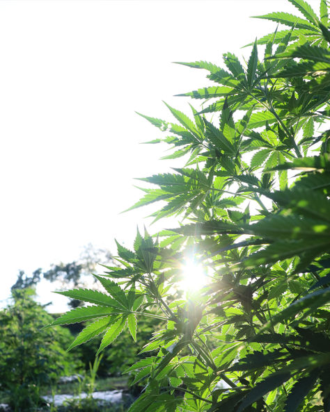 To Our THC Users: