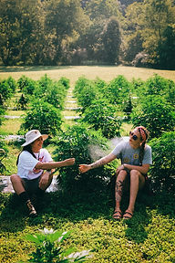 CBD joints, friendship and farm life