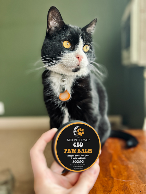 Unlocking Healing Potential: CBD for Cats and Dogs