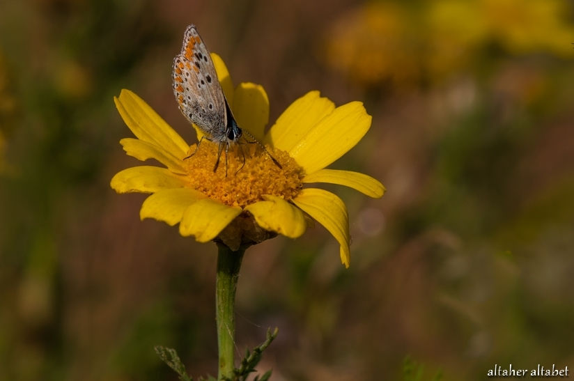 Aricia agestis