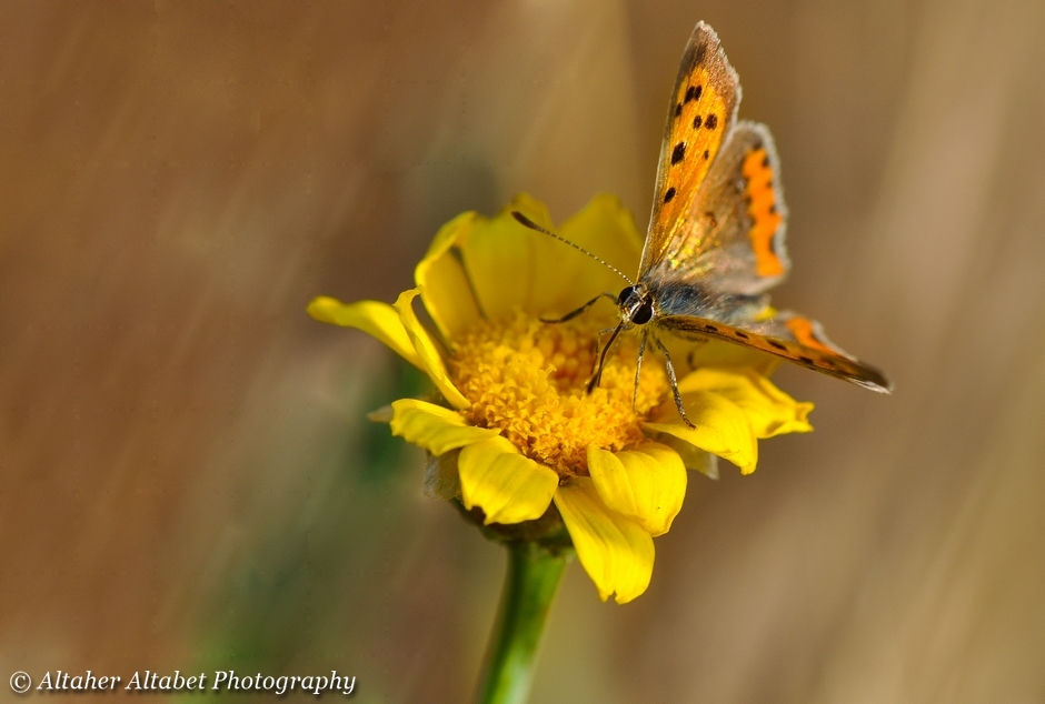 Lycaena phlaeas