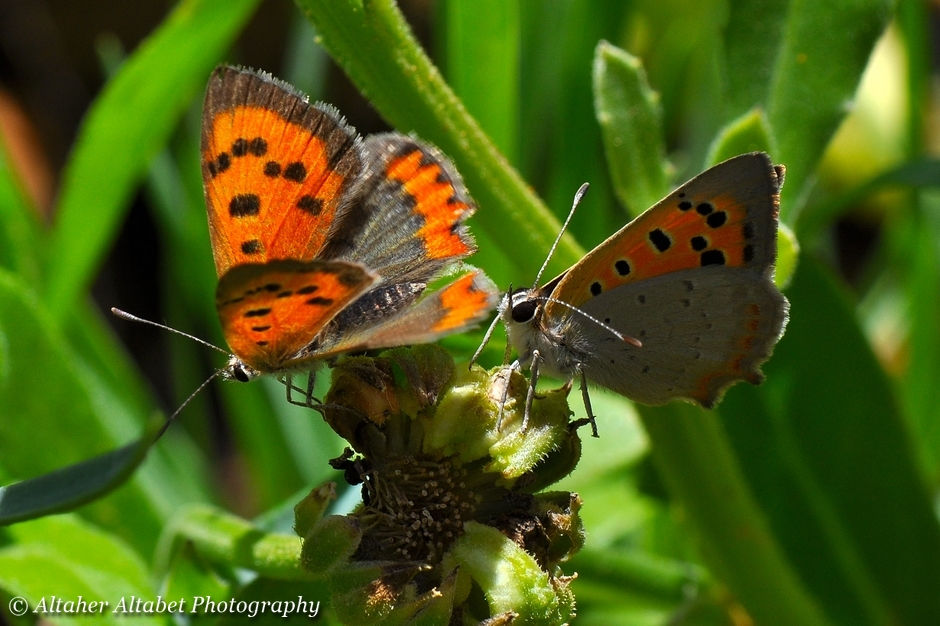 Lycaena phlaeas