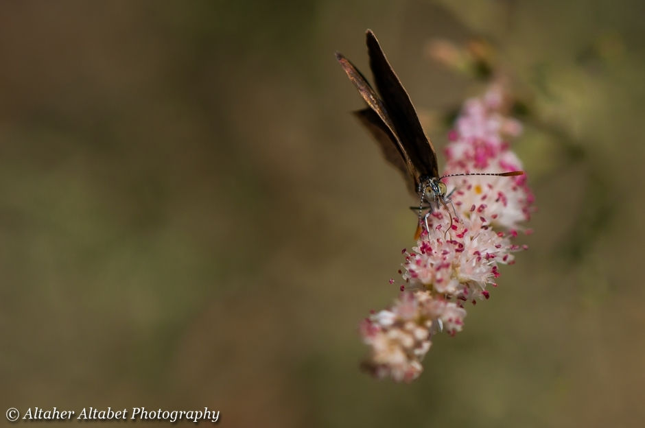 African Grass Blue Butterfly