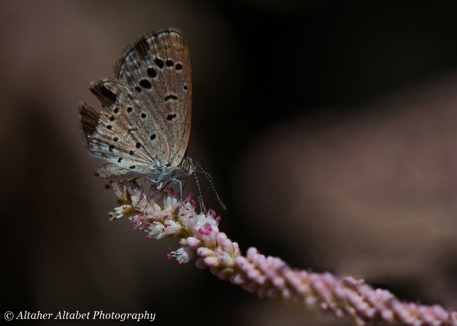 African Grass Blue Butterfly