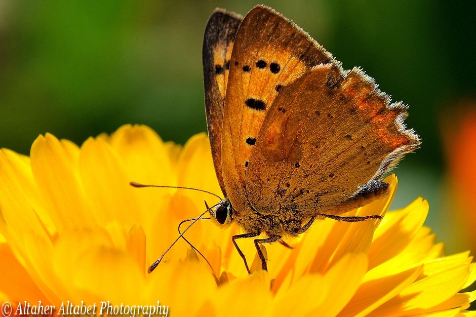 Lycaena phlaeas