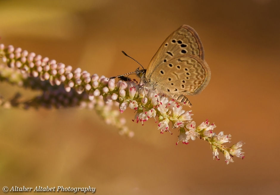 African Grass Blue Butterfly