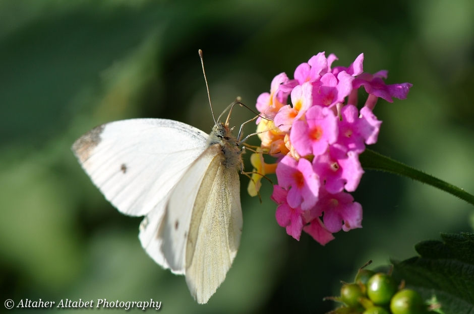 Anthocharis cardamines