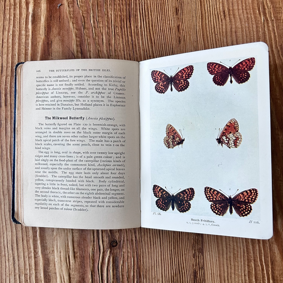 Thumbnail: The Butterflies of the British Isles by Richard South c1906 Illustrated 4