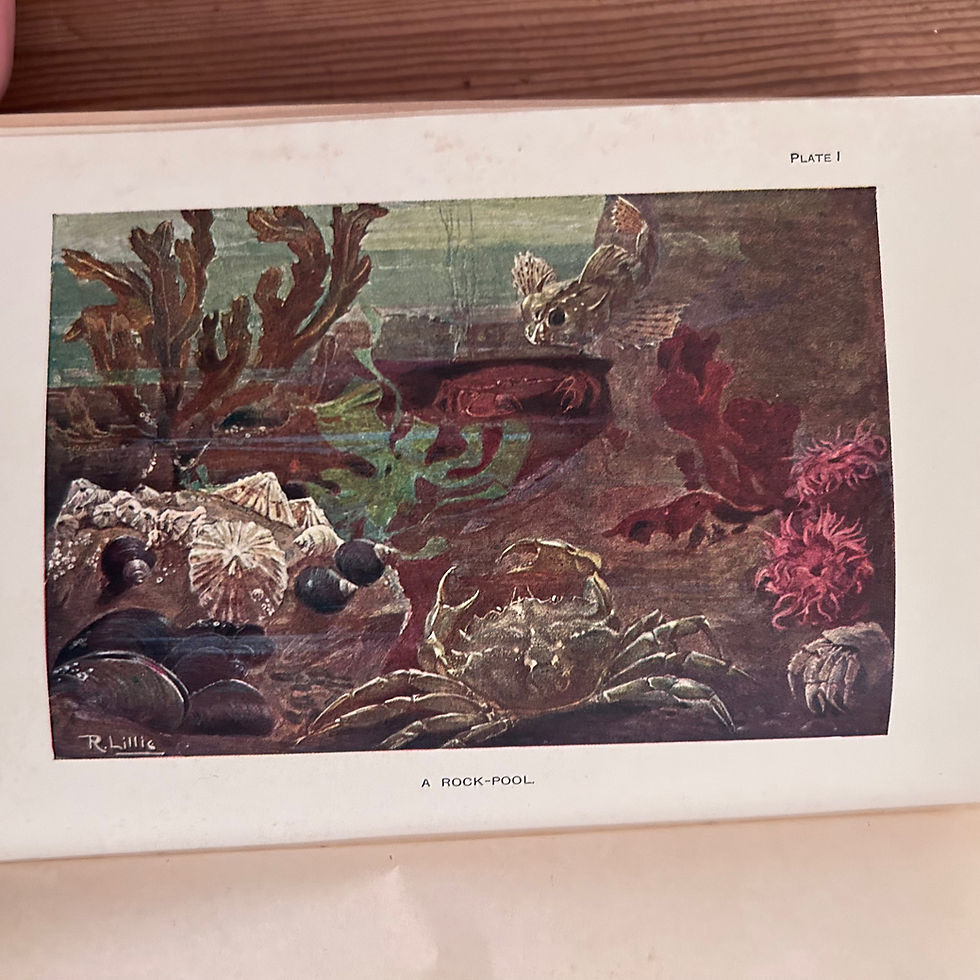 Thumbnail: The Sea Shore by W S Furneaux c1912 Longmans Green & Co 4