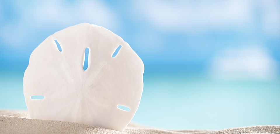 The Insider's Guide to the BEST BEACHES on Anna Maria Island, Florida. Read about our favourite beaches for rentals, restaurants playgrounds, surfing, and lots more tips. Click the 'Read it' button for all the details
