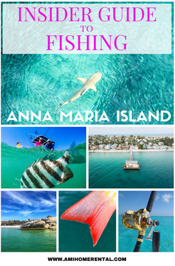 different fish species like shark and sheepshead fishing on Anna Maria Island Florida