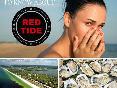 Red Tide - Everything You Need To Know