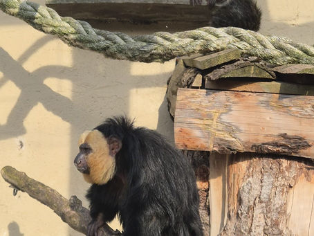 Things to Do in Fife with Kids: Why Fife Zoo Makes a Great Day Out