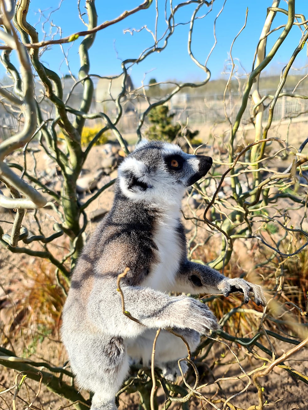 Lemur Conservation at Fife Zoo 