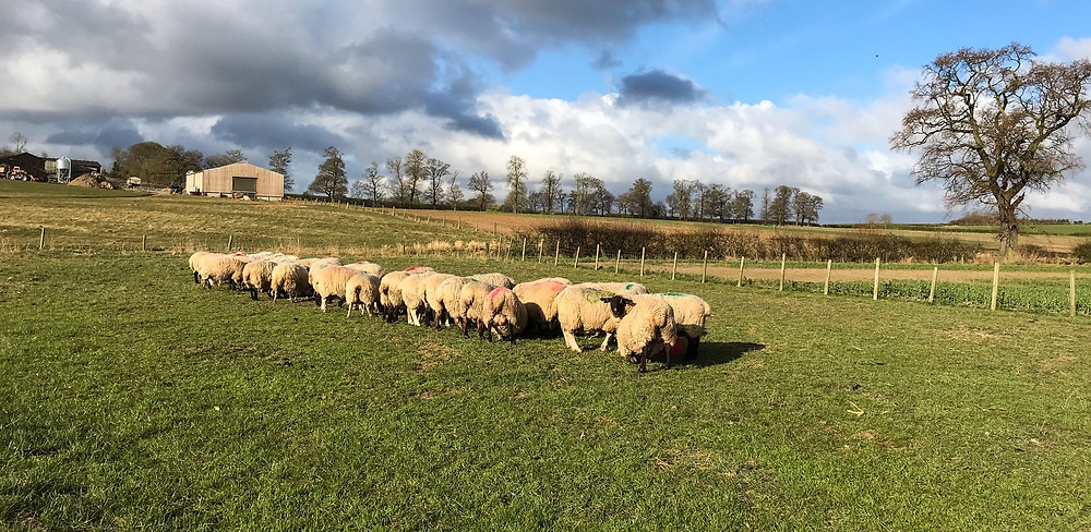 Cundall Lodge Farm