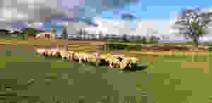 Cundall Lodge Farm