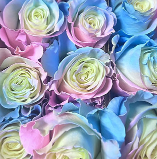 Роза Эквадор