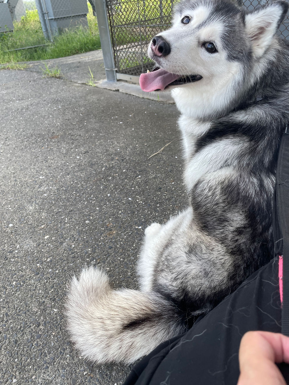 保護犬アクラ