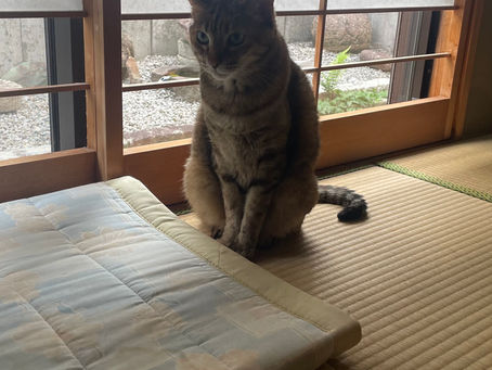 むぎちゃん