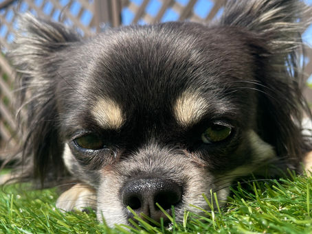 うちのこ紹介🐶