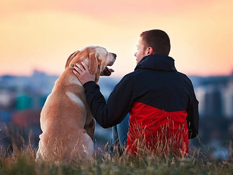 Embrace The Joys Of Dog Ownership