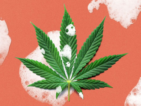 Cannabis For Treating Pain In Pets