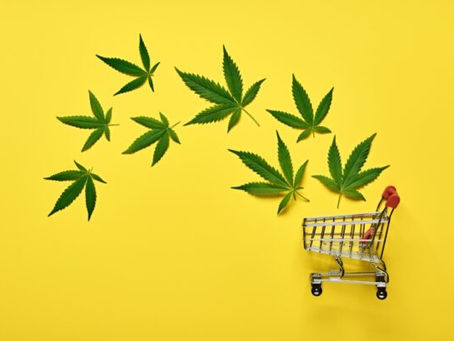 The Benefic Effects of Cannabis On Patients With Multiple Sclerosis