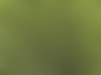 All About Bermuda Grass Sod