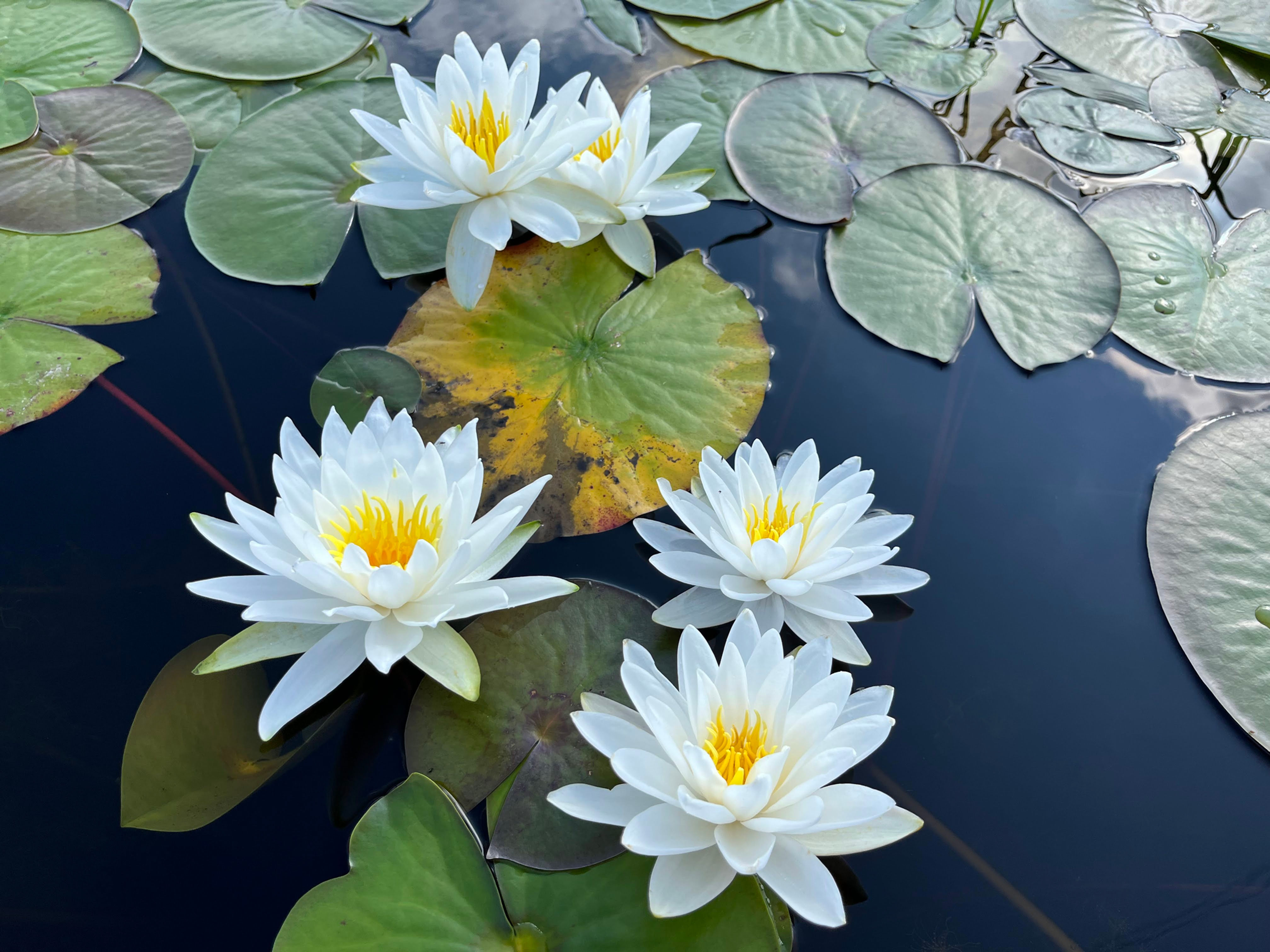 White Water Lily