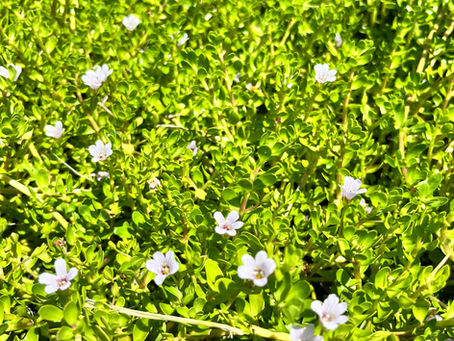 Species Profile: Waterhyssop