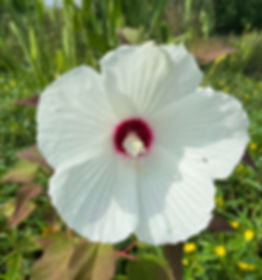 Swamp Rose Mallow