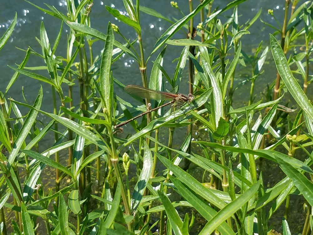 Species Profile American Water Willow