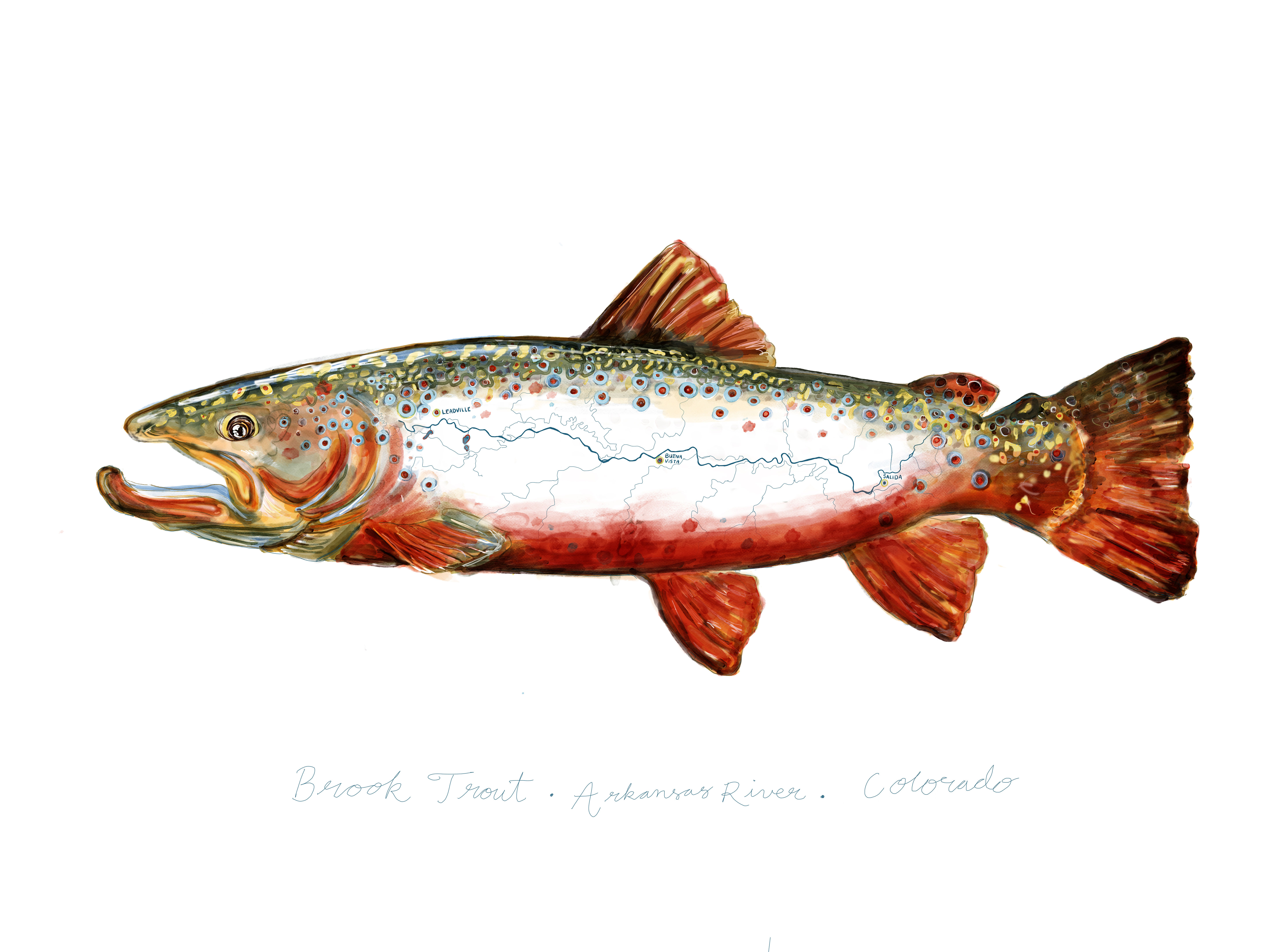 “Brook Trout, Arkansas River”, 11x 14 in  - open edition