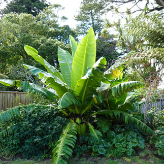Abyssinian Banana (Ensete ventricosum)