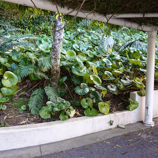 Ligularia reniformis (Tractor Seat Plant)