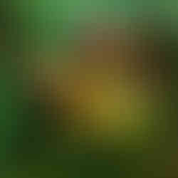 Young leaves different colour