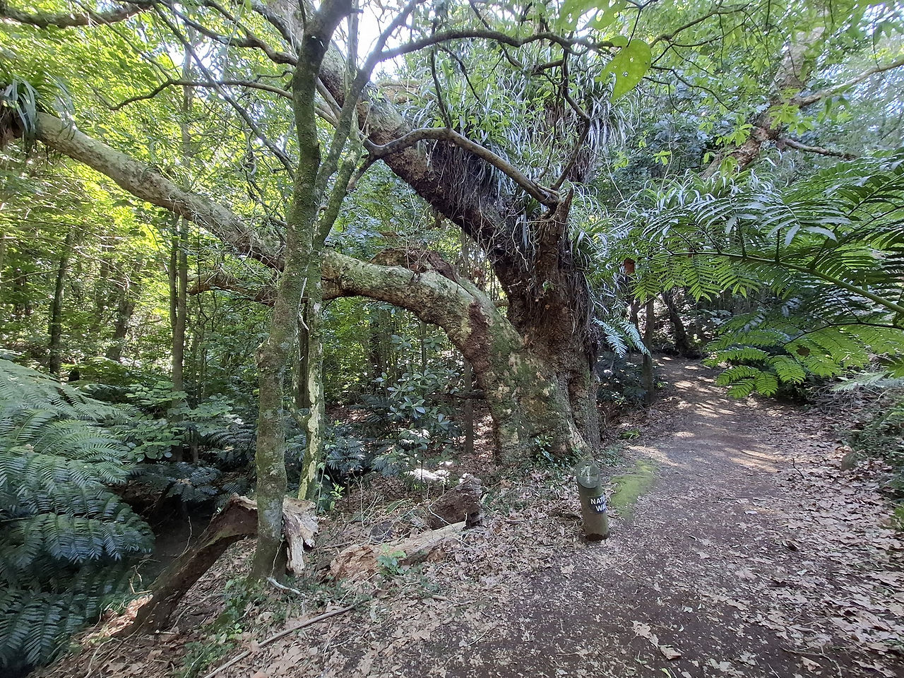 London plane tree