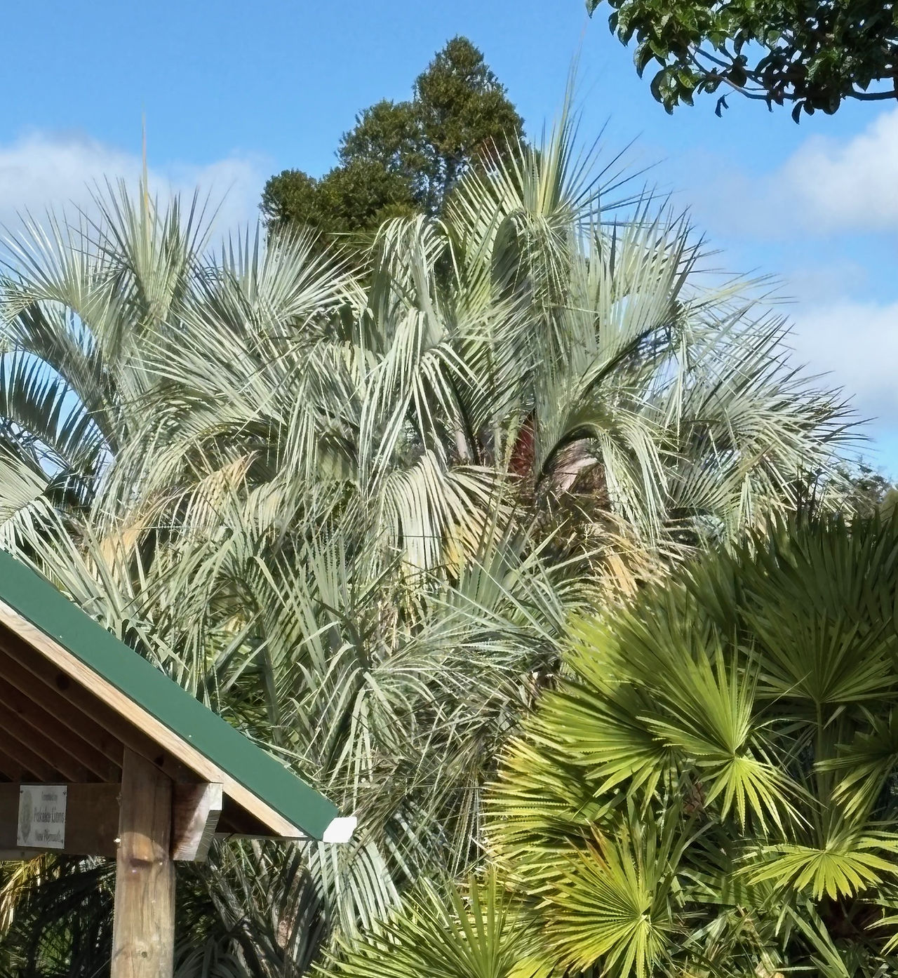 Butia capitata (Jelly palm)
