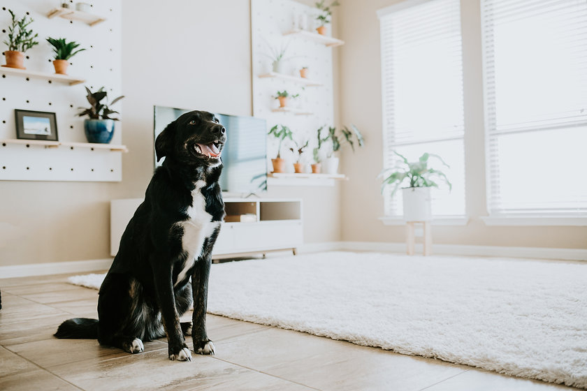 rover in living room.jpeg