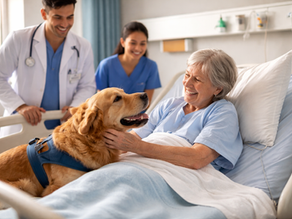 Cuando sanar también es sentir: el inesperado cambio que llevó mascotas a los hospitales colombianos