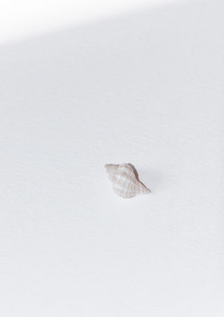 Coquillage bulot Atelier Forma Prima