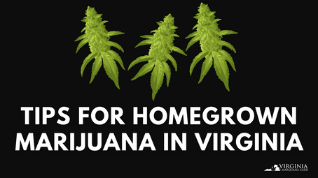 Tips for Homegrown Marijuana in Virginia