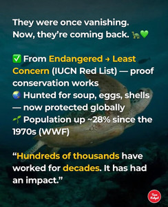 Green sea turtle becomes Least Endangered on IUCN Red List
