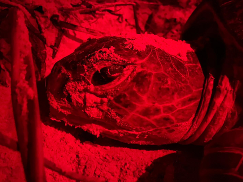 Turtle facial identification