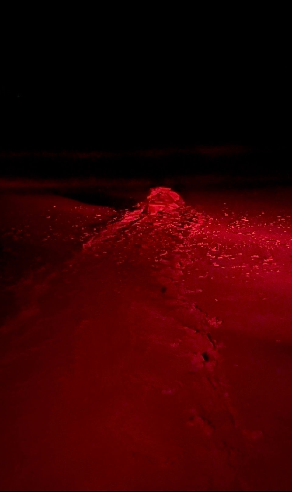 A mother turtle leaving our bay after nesting