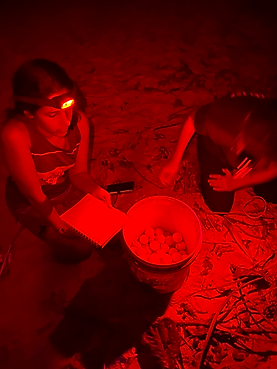 Turtle egg count
