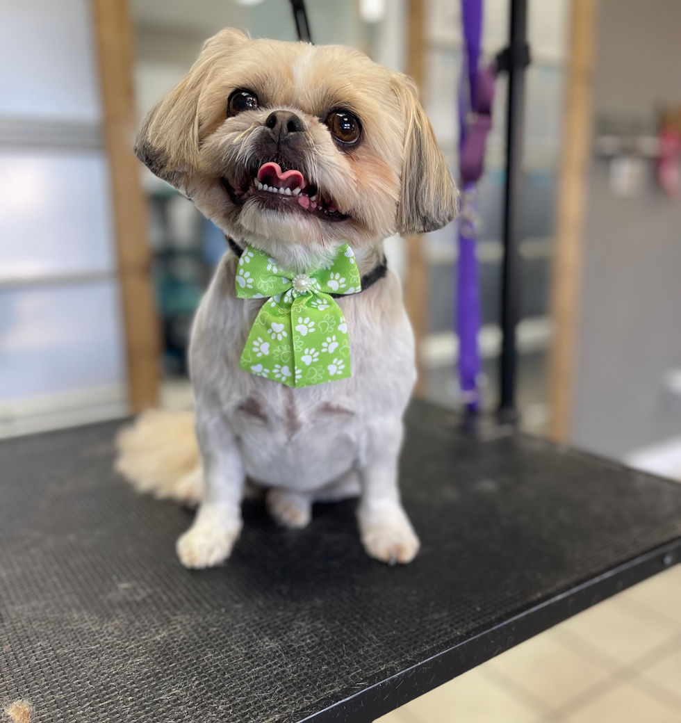 Shih Tzu