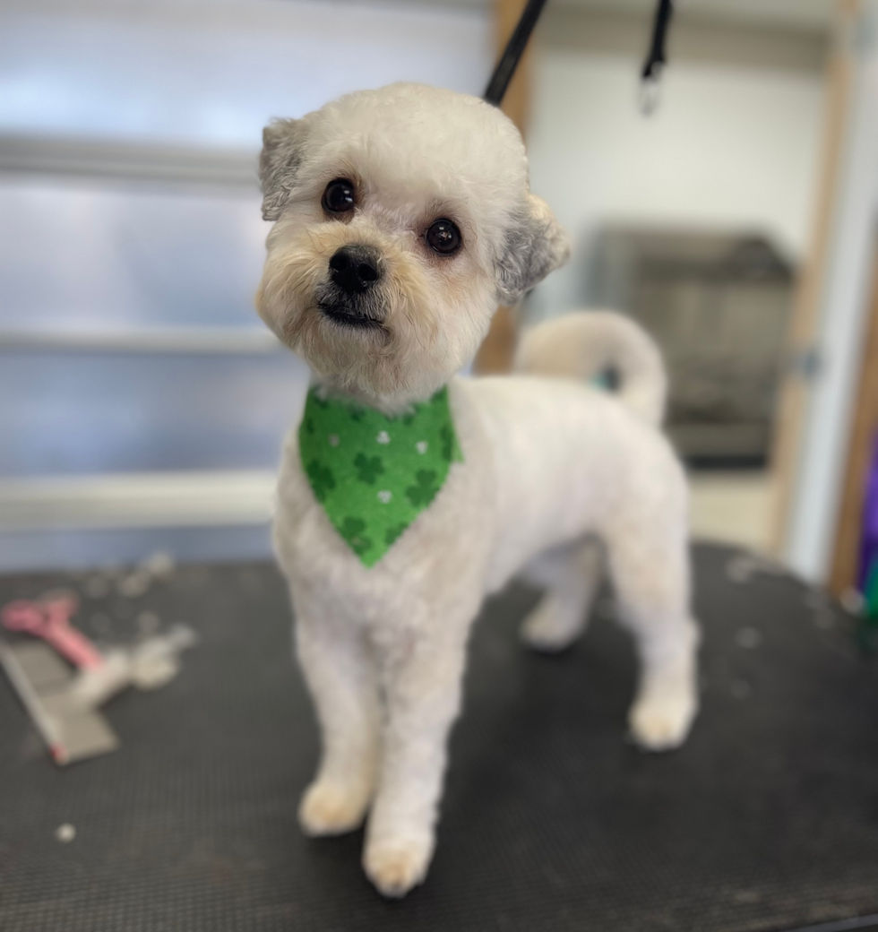 Maltipoo