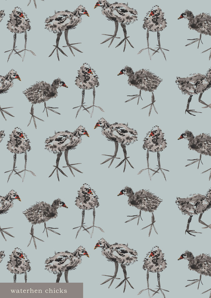 WATER HEN CHICKS PRINT.jpg